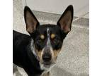 Adopt Joey a Cattle Dog