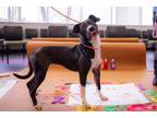 Adopt Pen 162 Cary a Pit Bull Terrier