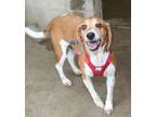 Adopt Harvey a Beagle, Mixed Breed