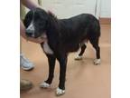 Adopt Dixie a Border Collie, Mixed Breed