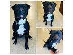 Adopt JUICE a Pit Bull Terrier