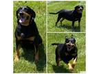 Adopt SAVANNAH a Black and Tan Coonhound, Mixed Breed