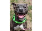 Adopt Geordi a Pit Bull Terrier, Mixed Breed