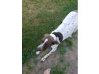 Adopt Izzy a German Shorthaired Pointer
