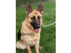 Adopt Berkeley a German Shepherd Dog