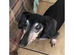 Adopt Polly-Bonded to Lil Anne a Dachshund