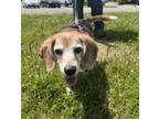 Adopt Clementine a Beagle, Mixed Breed