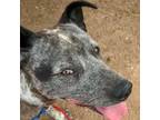 Adopt Angus A Cattle Dog