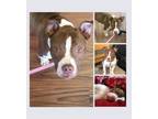 Adopt Lucia a Pit Bull Terrier