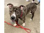Adopt Louie a Pit Bull Terrier, Mixed Breed