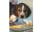 Adopt Tod a Beagle