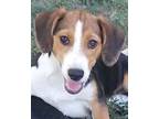 Adopt Jen a Beagle, Australian Shepherd
