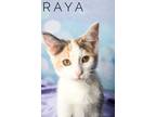 Adopt Raya A Siamese, Oriental Short Hair