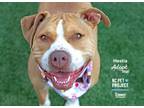 Adopt Hestia a Pit Bull Terrier, Mixed Breed