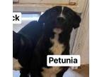 Adopt Petunia Finch a Labrador Retriever