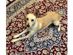 Adopt Chelsea a Italian Greyhound, Corgi