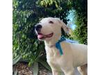 Adopt Jet ---- Meet in San Diego June 26 a Yellow Labrador Retriever, Shepherd