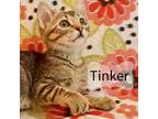 Adopt Tinker a Domestic Short Hair