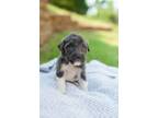 Adopt Jason Aldean a Pit Bull Terrier, Border Collie
