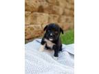 Adopt Thomas Rhett a Pit Bull Terrier, Border Collie