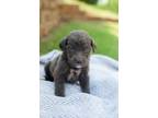 Adopt Gabby Barrett a Pit Bull Terrier, Border Collie