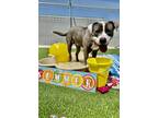Adopt Elton a Pit Bull Terrier, Mixed Breed