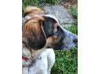 Adopt Benedict a Bluetick Coonhound, Australian Cattle Dog / Blue Heeler