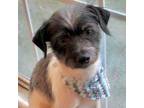 Adopt Odie a Terrier