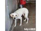 Adopt Kelby a Terrier
