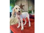 Adopt Brie a Standard Poodle