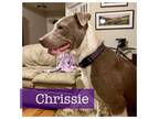 Adopt Chrissie a American Staffordshire Terrier, Labrador Retriever