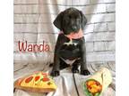 Adopt Wanda a Labrador Retriever, Black and Tan Coonhound