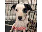 Adopt Scooby a Border Collie, Labrador Retriever