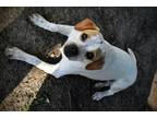 Adopt Speckles a Beagle