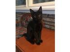 Adopt Monica ** AVAILABLE FOR PRE-ADOPTION ** a Domestic Short Hair
