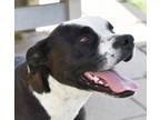 Adopt Roo a Pit Bull Terrier, Mixed Breed
