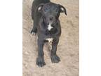 Adopt Pittie puppies a Pit Bull Terrier