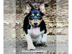 Teddy Roosevelt Terrier PUPPY FOR SALE ADN-416080 - Minor