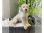 Goldendoodle PUPPY FOR SALE ADN-415612 - GOLDENDOODLE PUPPIES