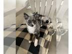 Chihuahua PUPPY FOR SALE ADN-415984 - Baby Noelle BlueBelle