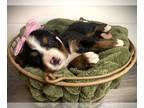 Bernese Mountain Dog PUPPY FOR SALE ADN-415679 - AKC Registered Bernese Mountain