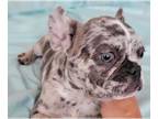 French Bulldog PUPPY FOR SALE ADN-415979 - The perfect Gift for you