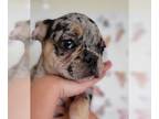 French Bulldog PUPPY FOR SALE ADN-415980 - Best friend Frenchie