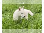 Siberian Husky PUPPY FOR SALE ADN-415536 - AKC Siberian Husky Puppies