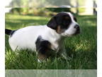 Jack Russell Terrier PUPPY FOR SALE ADN-415820 - Shorty Jack Russell