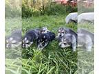 Siberian Husky PUPPY FOR SALE ADN-415962 - Husky mix
