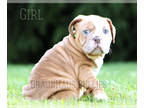 Olde English Bulldogge PUPPY FOR SALE ADN-415780 - Exceptional litter
