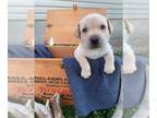 Labrador Retriever PUPPY FOR SALE ADN-415591 - AKC Yellow Pointing Labrador