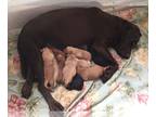 Labrador Retriever PUPPY FOR SALE ADN-415799 - White chocolates
