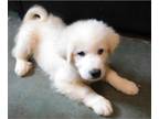 Great Pyrenees PUPPY FOR SALE ADN-415684 - Great Pyrenees male puppies